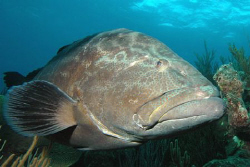 Grouper.  Nikon D70, 12-24 mm lens. by David Heidemann 